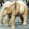 Elefant, Esche, Höhe ca. 60 cm